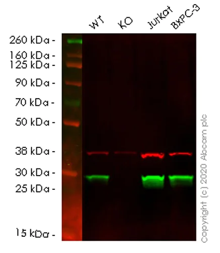 Western blot - Human GSTO1 (glutathione S transferase Omega 1/p28) knockout HEK-293T cell lysate (AB257982)