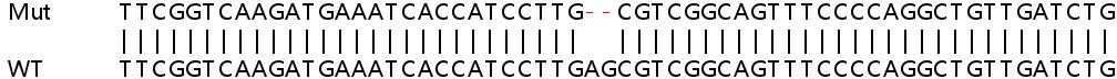 Sanger Sequencing - Human GSTT2B (GSTT2) knockout HeLa cell line (AB264703), expandable thumbnail