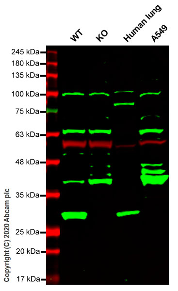Western blot - Human GSTT2B (GSTT2) knockout HeLa cell line (AB264703), expandable thumbnail