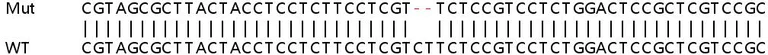 Sanger Sequencing - Human GTF3C6 knockout HEK-293T cell lysate (AB263224)