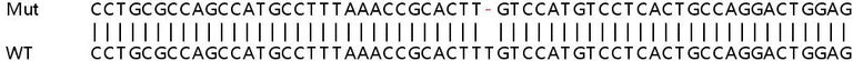 Sanger Sequencing - Human GYS1 (Glycogen synthase 1) knockout HeLa cell line (AB265388)