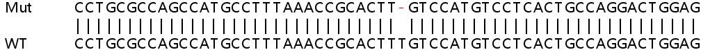 Sanger Sequencing - Human GYS1 (Glycogen synthase 1) knockout HeLa cell lysate (AB257462), expandable thumbnail