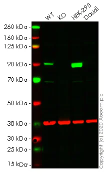 Western blot - Human GYS1 (Glycogen synthase 1) knockout HeLa cell lysate (AB257462)