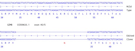 Human GZMB knockout HCT116 cell line