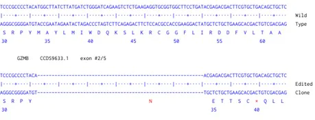 Next Generation Sequencing - Human GZMB knockout HCT116 cell line (AB289243)