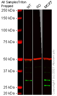 Western blot - Human H1F0 knockout A-431 cell line (AB262478), expandable thumbnail