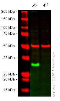 Western blot - Human H1F0 knockout A-431 cell lysate (AB263919)