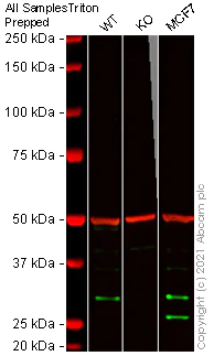 Western blot - Human H1F0 knockout A-431 cell lysate (AB263919)