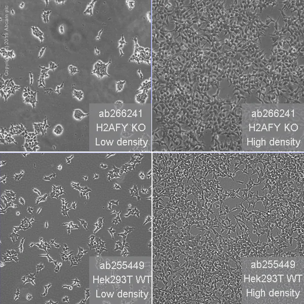 Cell Culture - Human H2AFY (mH2A1) knockout HEK-293T cell line (AB266241)