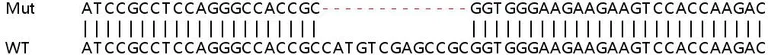 Sanger Sequencing - Human H2AFY (mH2A1) knockout HEK-293T cell line (AB266241)