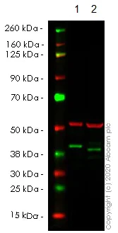 Western blot - Human H2AFY (mH2A1) knockout HEK-293T cell line (AB266241)