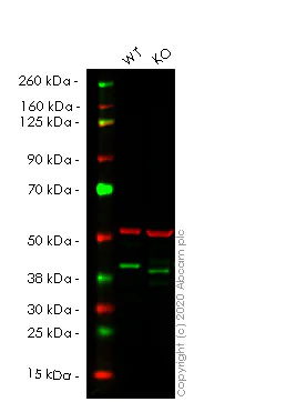 Western blot - Human H2AFY (mH2A1) knockout HEK-293T cell lysate (AB257463)