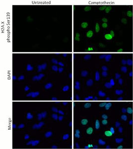 Immunocytochemistry/ Immunofluorescence - Human H2A.X (phospho S139) In-Cell ELISA Kit (IR) (AB131382), expandable thumbnail