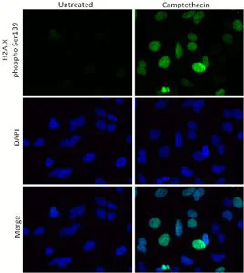 Immunocytochemistry/ Immunofluorescence - Human H2A.X (phospho S139) In-Cell ELISA Kit (IR) (AB131382)