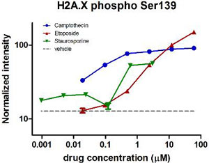 In-Cell ELISA - Human H2A.X (phospho S139) In-Cell ELISA Kit (IR) (AB131382), expandable thumbnail