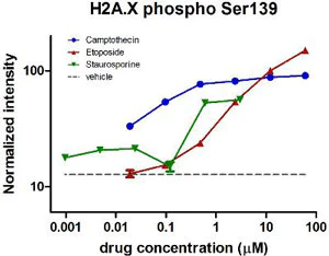 In-Cell ELISA - Human H2A.X (phospho S139) In-Cell ELISA Kit (IR) (AB131382)