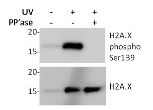 Western blot - Human H2A.X (phospho S139) In-Cell ELISA Kit (IR) (AB131382), expandable thumbnail