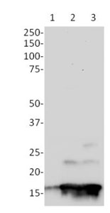 Western blot - Human H2A.X (phospho S139) In-Cell ELISA Kit (IR) (AB131382), expandable thumbnail