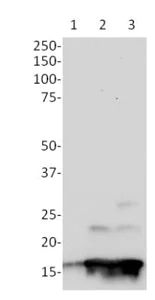 Western blot - Human H2A.X (phospho S139) In-Cell ELISA Kit (IR) (AB131382)