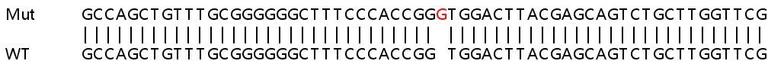 Sanger Sequencing - Human H3F3B knockout HEK-293T cell line (AB266410)