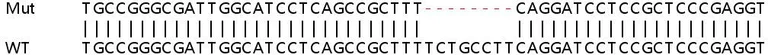 Sanger Sequencing - Human HADHA knockout HEK-293T cell line (AB266274)