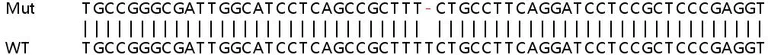 Sanger Sequencing - Human HADHA knockout HEK-293T cell line (AB266274)