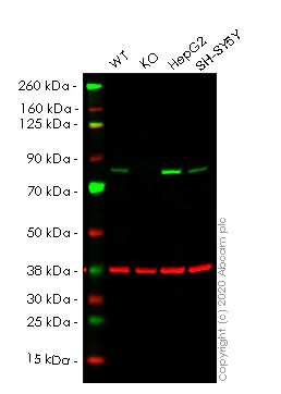 Western blot - Human HADHA knockout HEK-293T cell lysate (AB257464)