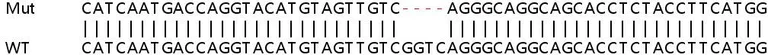 Sanger Sequencing - Human HAGH (GLO2) knockout HeLa cell line (AB265912)