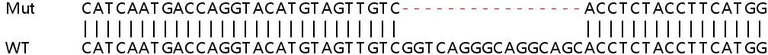 Sanger Sequencing - Human HAGH (GLO2) knockout HeLa cell line (AB265912)