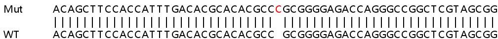 Sanger Sequencing - Human HAPLN3 knockout A549 cell line (AB267058), expandable thumbnail