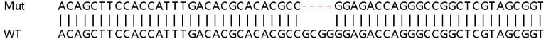 Sanger Sequencing - Human HAPLN3 knockout A549 cell lysate (AB258447)