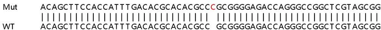 Sanger Sequencing - Human HAPLN3 knockout A549 cell lysate (AB258447)