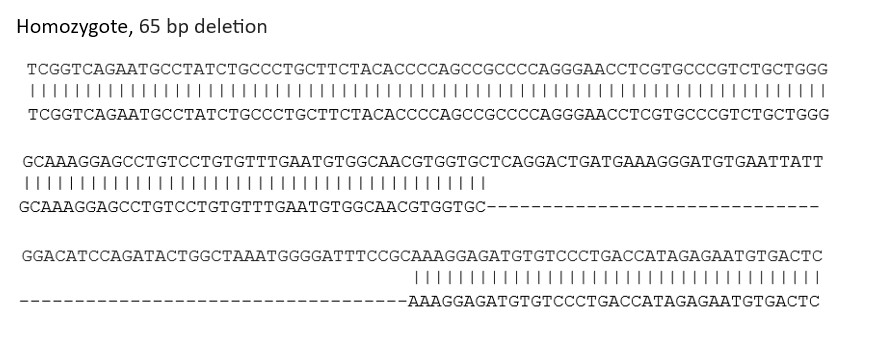 Sanger Sequencing - Human HAVCR2 knockout THP-1 cell line (AB288696)