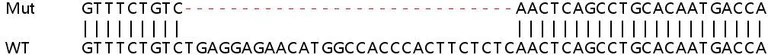 Sanger Sequencing - Human HCFC1R1 (Host cell factor C1 regulator 1) knockout HEK-293T cell line (AB266341)