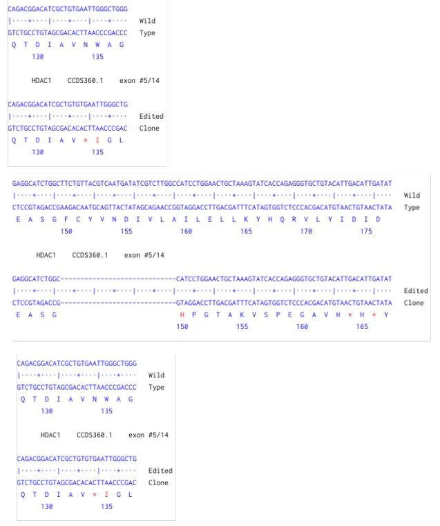 Next Generation Sequencing - Human HDAC1 knockout HCT116 cell line (AB286673)