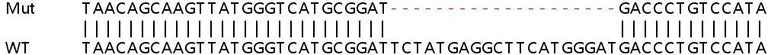 Sanger Sequencing - Human HDAC2 knockout HEK-293T cell line (AB266588)
