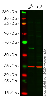 Western blot - Human HDAC2 knockout HEK-293T cell line (AB266588), expandable thumbnail