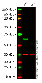 Western blot - Human HDAC2 knockout HEK-293T cell line (AB266588)