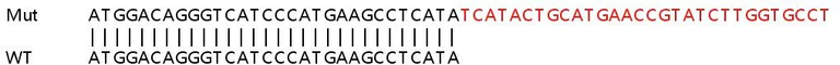 Sanger Sequencing - Human HDAC2 knockout HEK-293T cell line (AB266589)