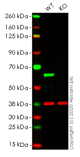 Western blot - Human HDAC2 knockout HEK-293T cell line (AB266589)