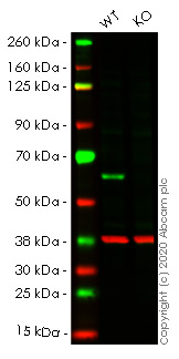 Western blot - Human HDAC2 knockout HEK-293T cell line (AB266589), expandable thumbnail