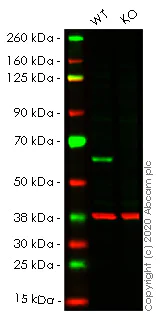 Western blot - Human HDAC2 knockout HEK-293T cell line (AB266589)