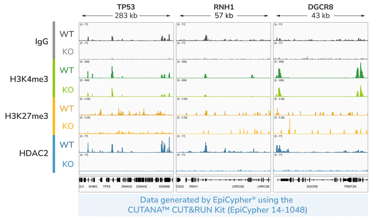 ChIC/CUT&RUN sequencing - Human HDAC2 knockout HEK-293T cell line (AB266590)