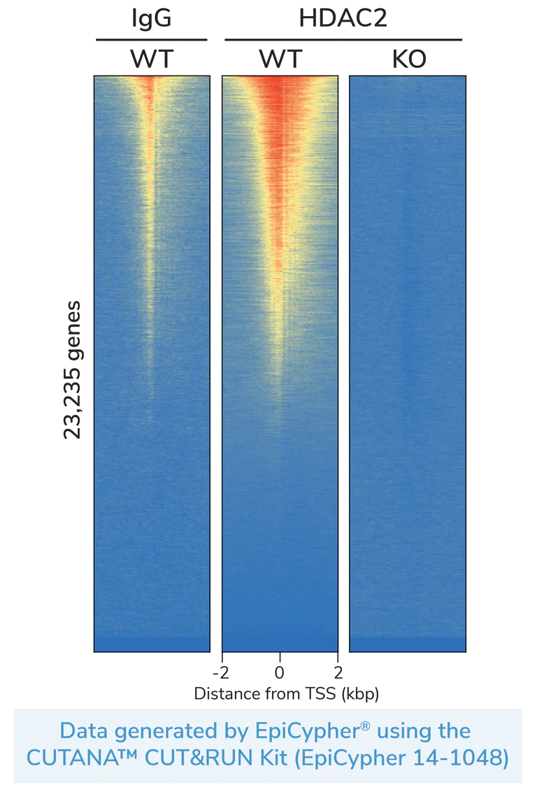 ChIC/CUT&RUN sequencing - Human HDAC2 knockout HEK-293T cell line (AB266590)