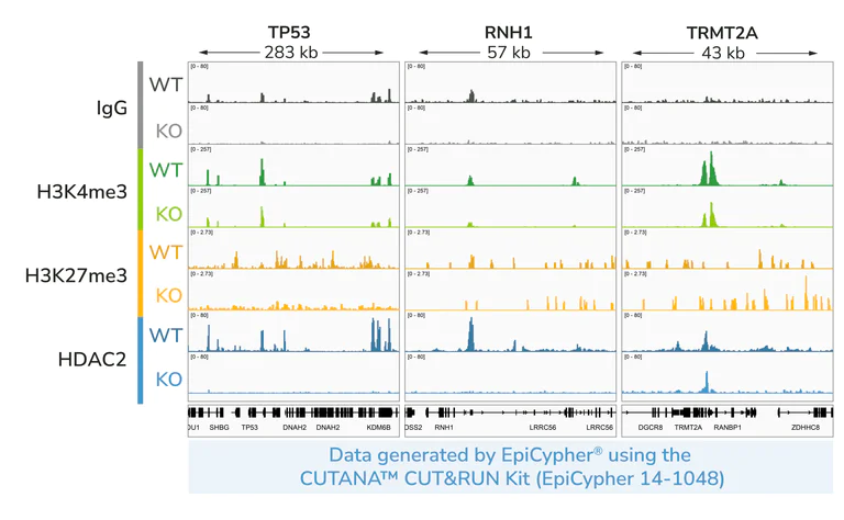 ChIC/CUT&RUN sequencing - Human HDAC2 knockout HEK-293T cell line (AB266590)