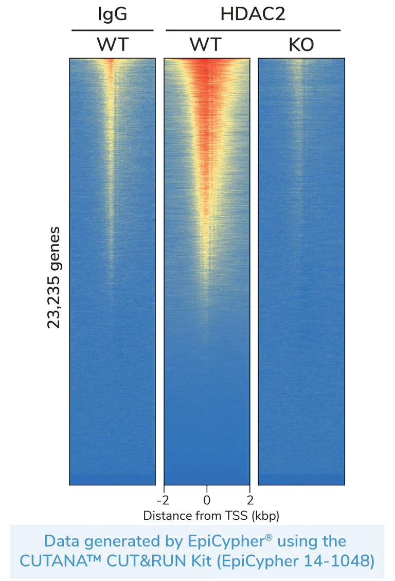 ChIC/CUT&RUN sequencing - Human HDAC2 knockout HEK-293T cell line (AB266590)