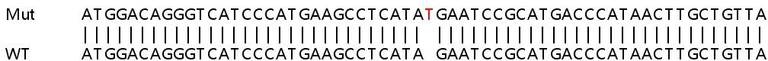 Sanger Sequencing - Human HDAC2 knockout HEK-293T cell lysate (AB256938)