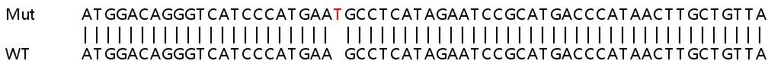 Sanger Sequencing - Human HDAC2 knockout HEK-293T cell lysate (AB256939)