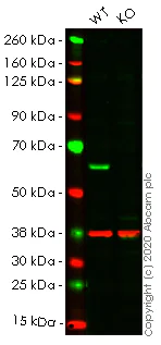 Western blot - Human HDAC2 knockout HEK-293T cell lysate (AB256939)