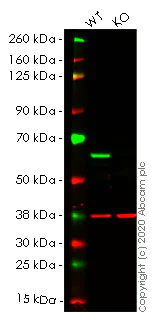 Western blot - Human HDAC2 knockout HEK-293T cell lysate (AB256939)